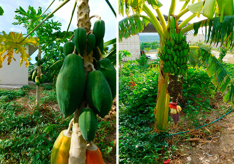 Sustainability in Haiti Reforestation