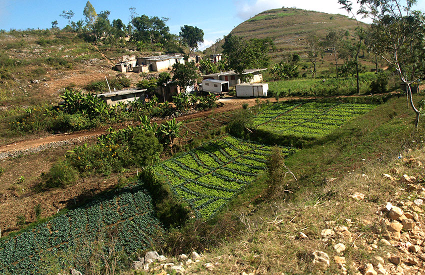 Growing food in Haiti. Growing food in Haiti.