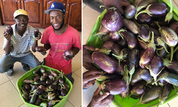 We Love Eggplant:  1-4-19  10:10 AM