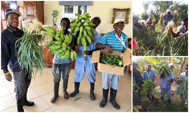 Fruit and Vegetables from the ATC