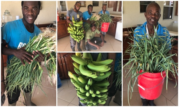 A New Harvest