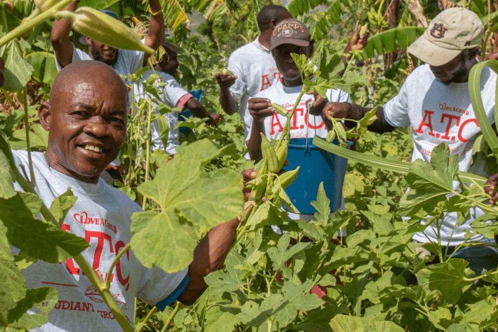 Harvesting Okra at the Agricultural Training Center Gardens - Sustainability - Haiti
