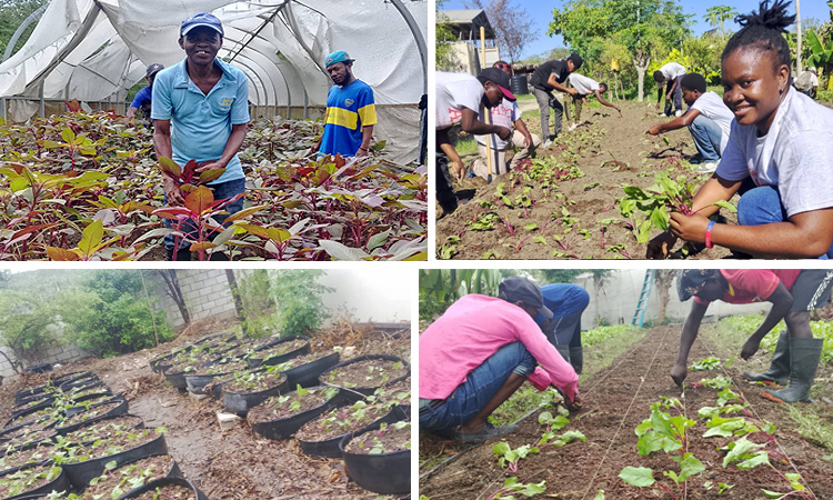 Rains Bring Joy, Transplanting, and Harvest…